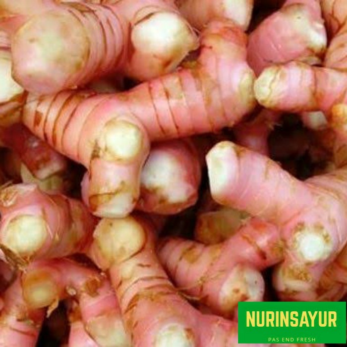 

Unik laja/lengkuas terbaik