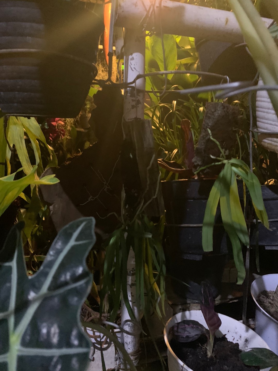 Anggrek Dendro Linearifolium