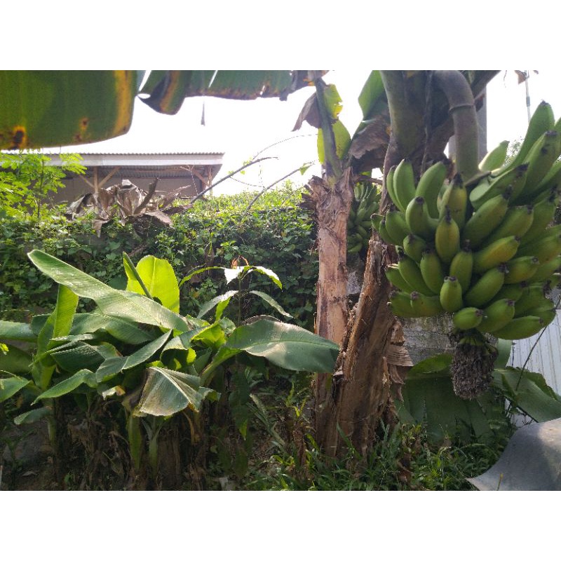 bibit buah pisang ambon mini / pohon pisang ambon super