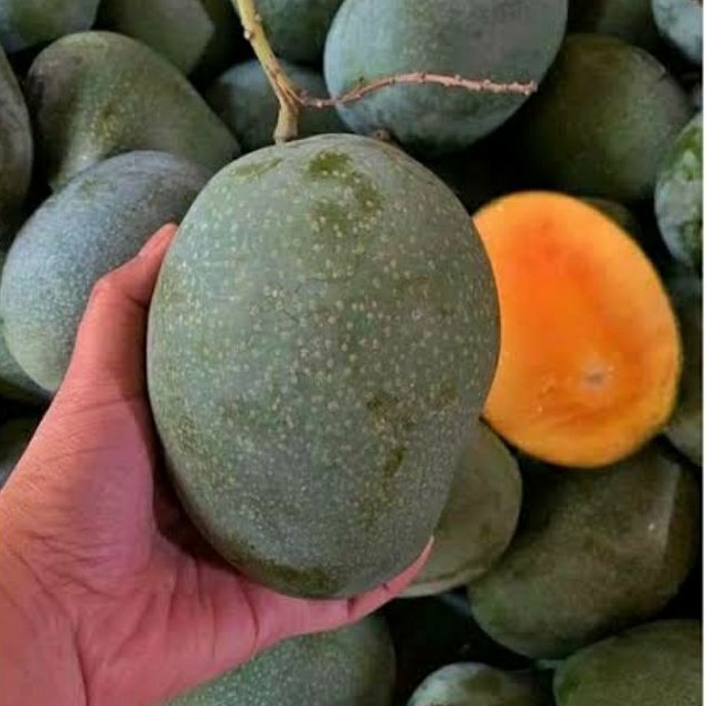 Bibit Buah Mangga Manalagi Super Genjah, Mangga Madu Manis Terlaris