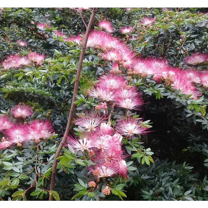 tanaman bunga kaliandra suriname besar