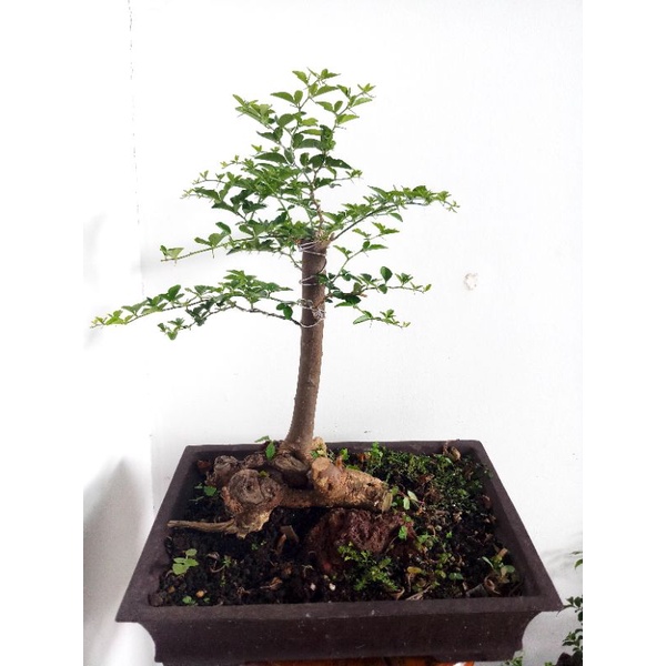 Bonsai Jeruk Kinkit (real pict)