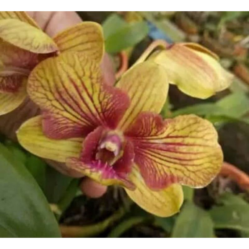 Pohon anggrek dendrobium shripho 3 lips