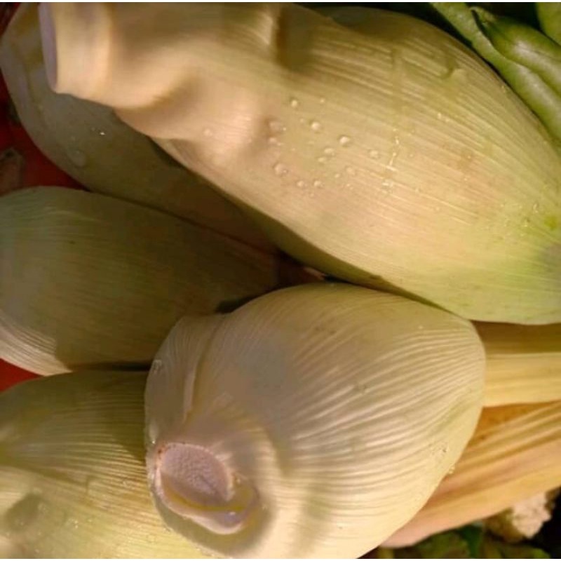 

Jagung Manis