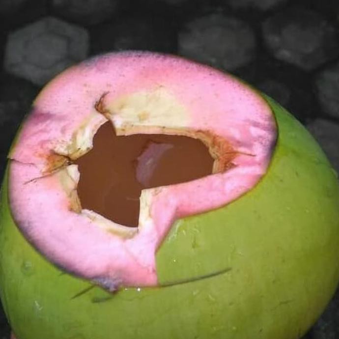 Ju@L Bibit Kelapa Hijau Cupat Merah