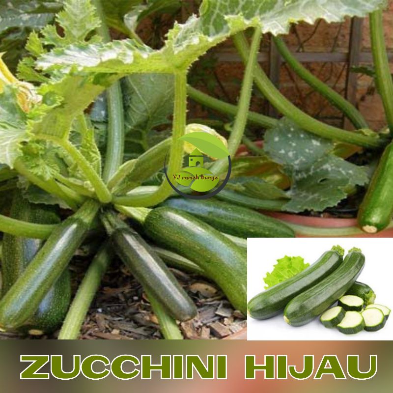 Benih Bibit Zucchini Hijau Jewel Hibrida Timun Jepang Zuchini