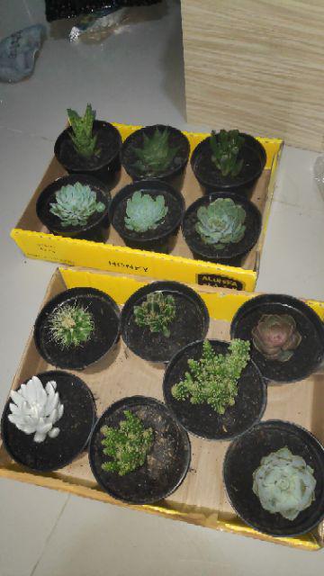 Tanaman Kaktus Hias Cactus Golden Barrel Barel