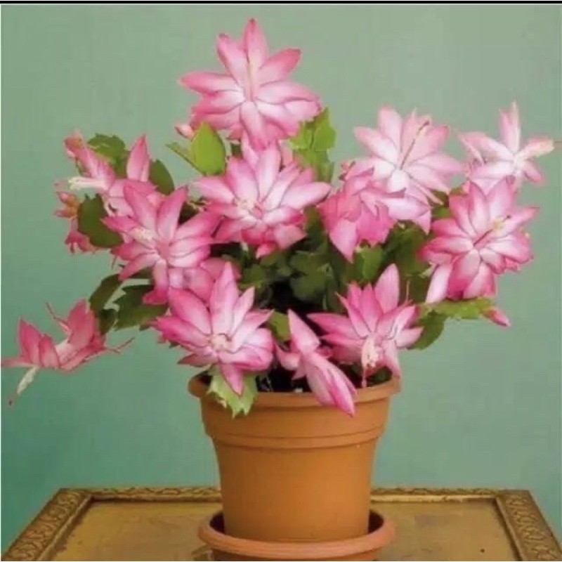 wijaya kusuma kepiting jenis bunga pink