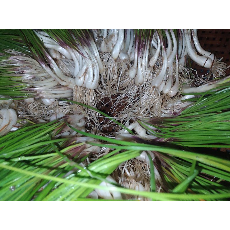

Daun kuncay segar bawang kuncai terbaik 150 gram