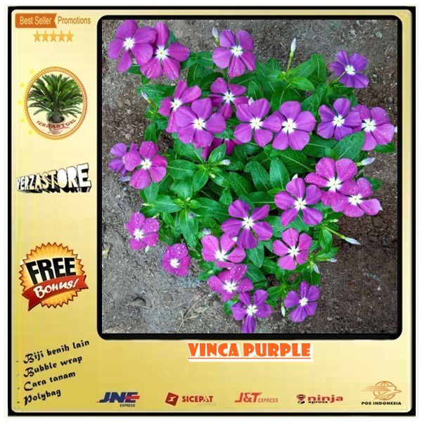 Harga Bunga Vinca Terbaik Taman Perlengkapan Rumah Juni 2021 Shopee Indonesia