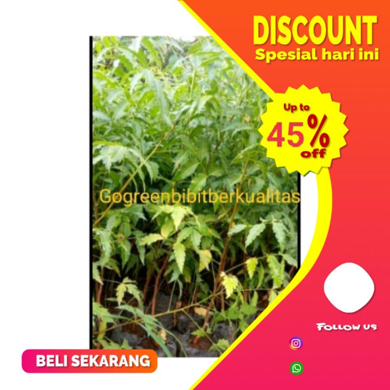 bibit mimba super (bisa cod)Bibit tanaman herb al daun mimba OBAT/daun mimba banyak manfaatt