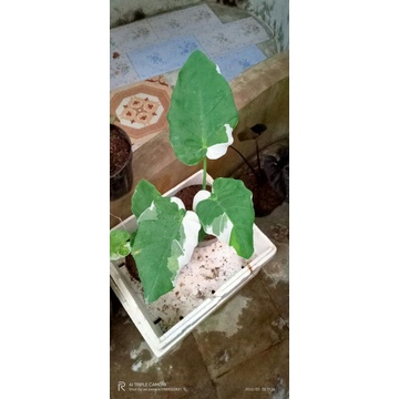 colocasia gigantea dewasa