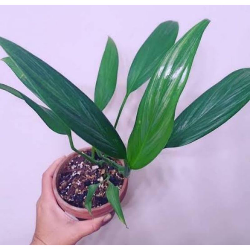 Tanaman Hias Epipremnum Amplisimum