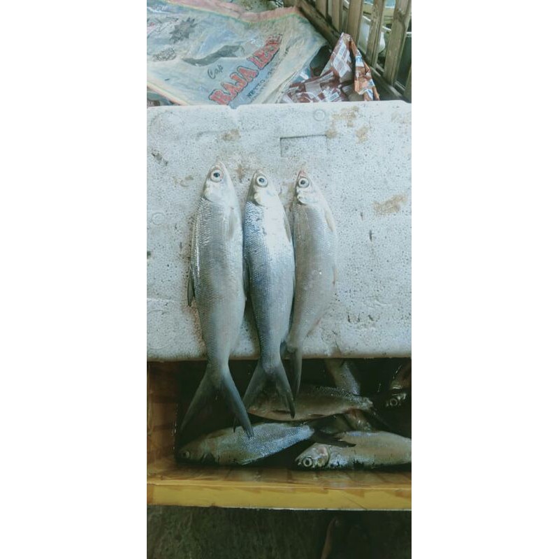 

Bandeng tanpa Duri