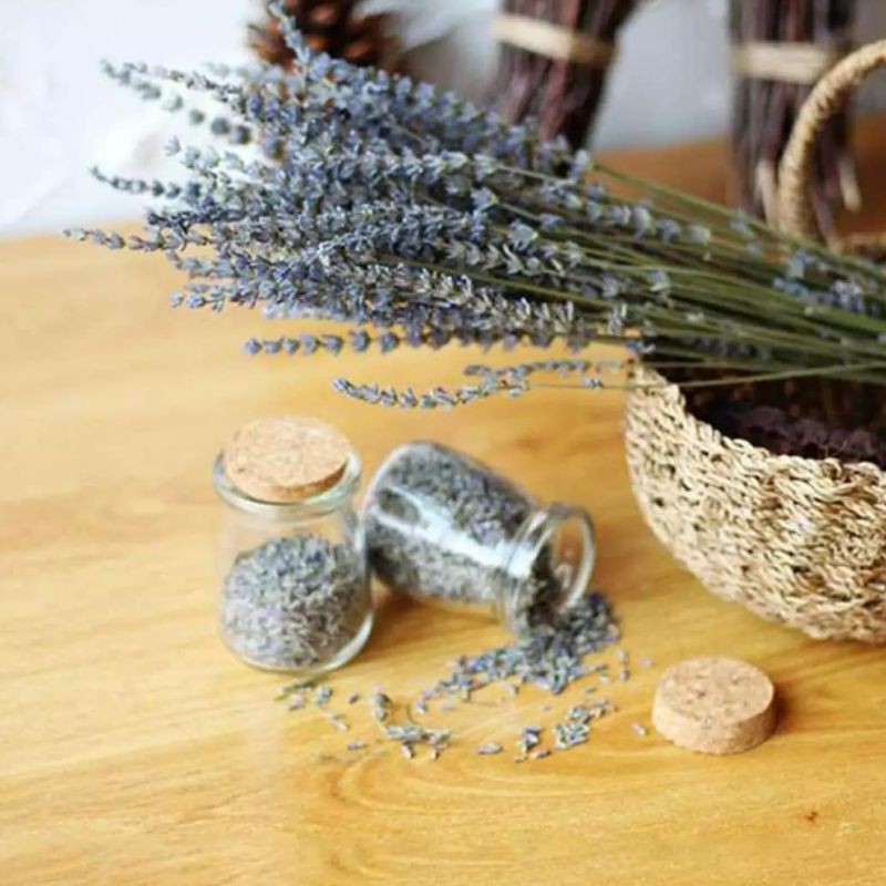 Lavender / lavender kering / dried lavender / bunga lavender ASLI PERBUNCH / preserved lavender