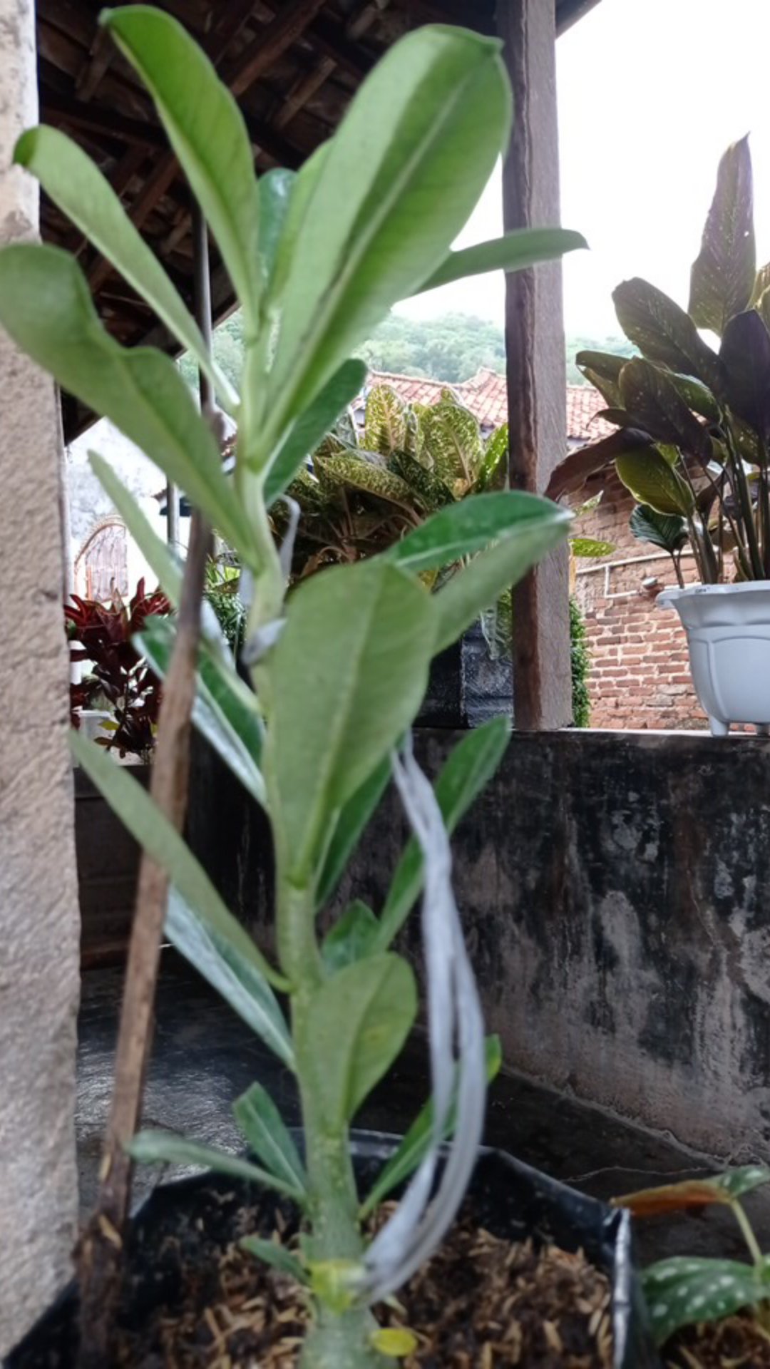 Adenium / Kamboja Jepang  Nomor 1-9 - Tanaman Hidup - Bibit Adenium Kamboja Jepang