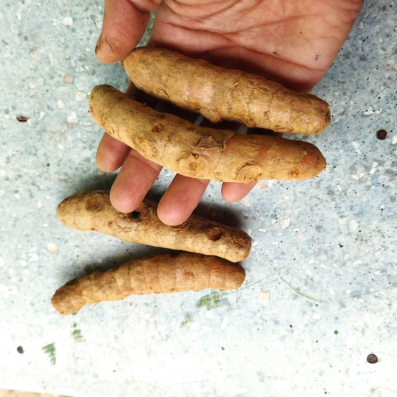 kunyit 1 kg - kunyit Segar - kunir