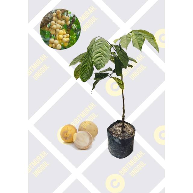 Bibit Buah Duku Palembang