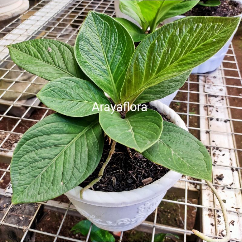 anthurium jemani mangkok