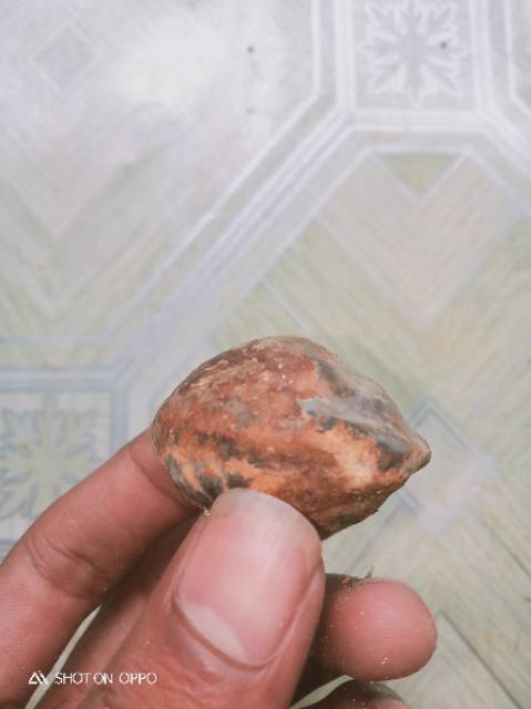 

Muncang/ kemiri adu jenis wadas