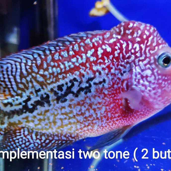 NEW STOCK PELET JAHAT BLACK LEVEL 2 IKAN LOUHAN LOHAN UKURAN 100GR MERAH KONTES - SIZE M