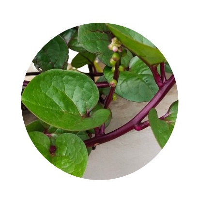 

Daun Binahong merah 1 kg
