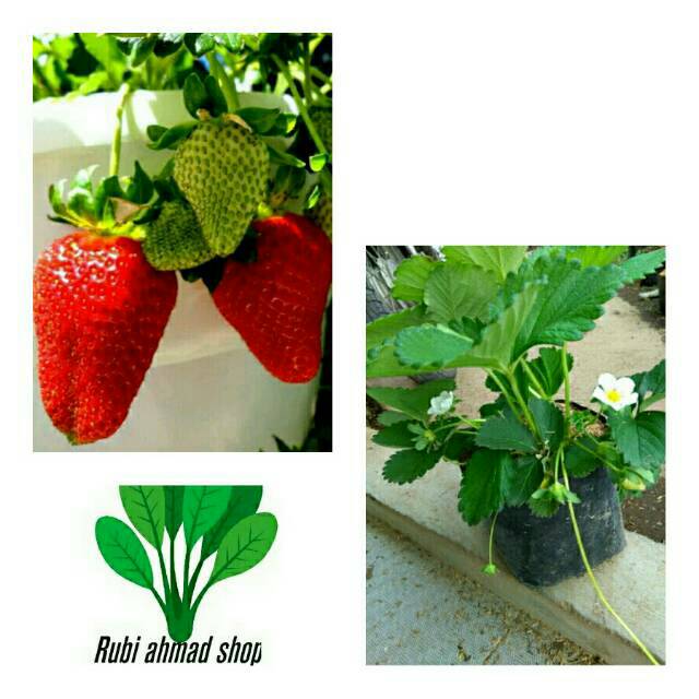 Bibit strawberry california-pohon strawberry california