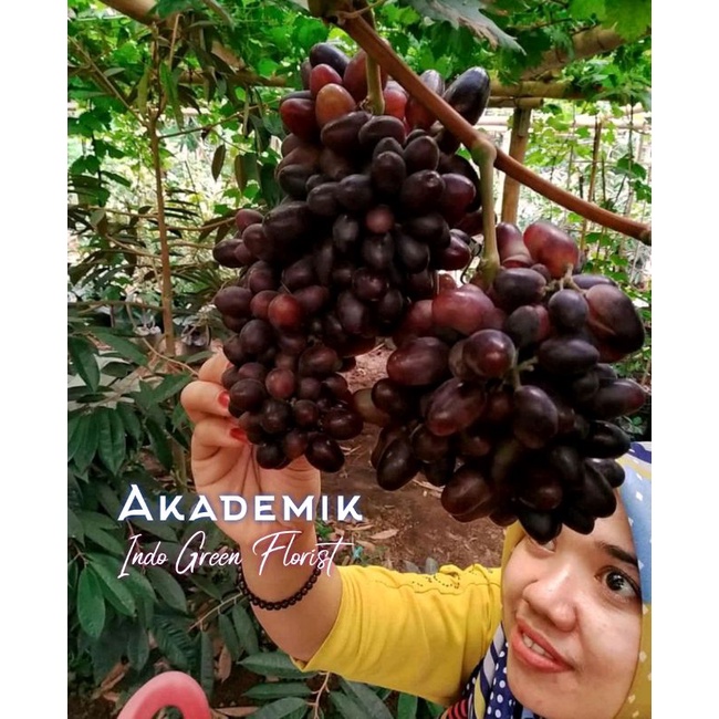 Bibit Anggur Akademik Import / Tanaman Buah Anggur Akademik