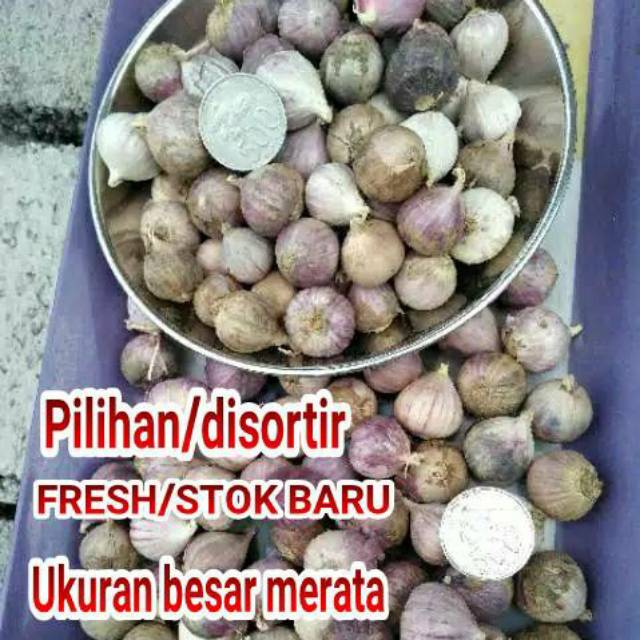 

Bawang putih TUNGGAL BESAR/bawang lanang KUALITAS SUPER. PILIHAN