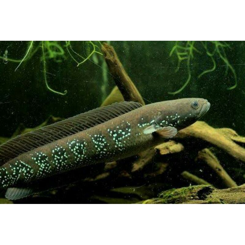 Ikan Hias//ikan predator PROMO Chana Asiatica rsws 2-3cm