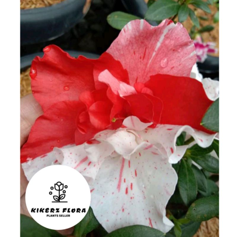 PROMO!!! TANAMAN HIAS ADENIUM KAMBOJA JEPANG BUNGA TUMPUK//RED WHITE