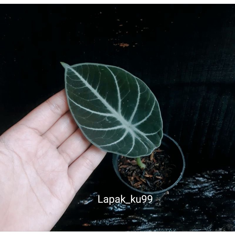 ALOCASIA KELADI BLACK VELVET HITAM . REQUES PESANAN