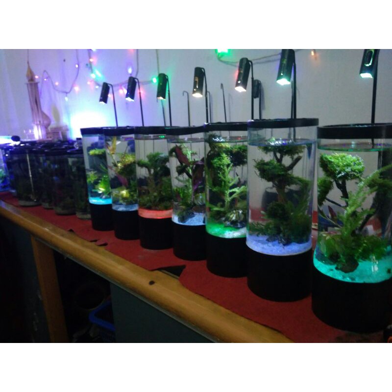 

botolHiasMiniAquascape