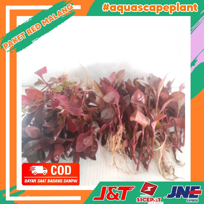 [ Paket 50 Batang ] Tanaman Aquascape Hiasan Aquarium Red Malang Paket Tanaman Aquascape