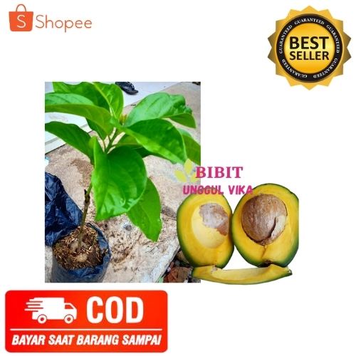 (COD) BIBIT ALPUKAT MARKUS TANAMAN ALPUKAT POHON ALPUKAT MARKUS JUMBO