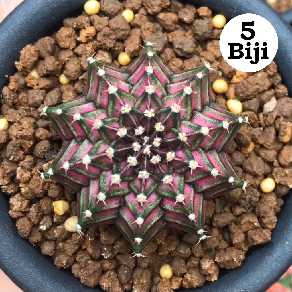Benih Biji Bibit Kaktus Gymno Valentine Cactus Import