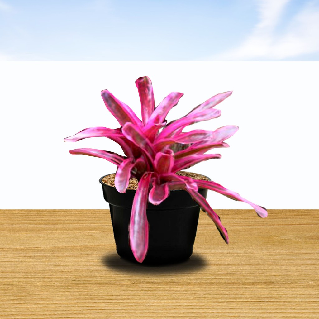 tanaman hias bromelia pink mini