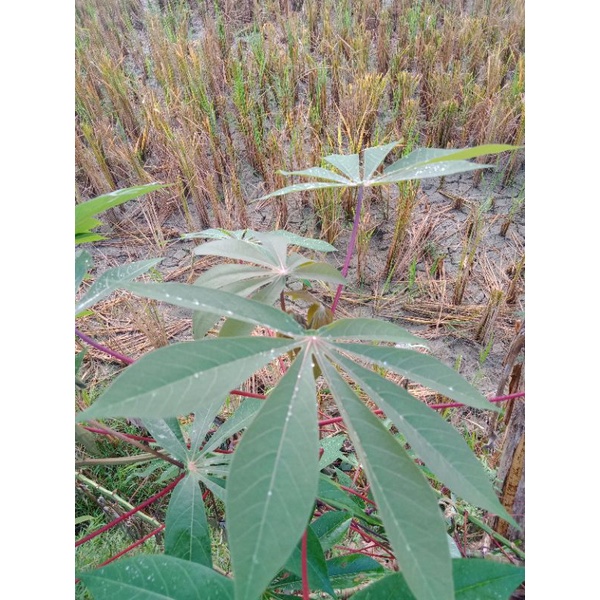 

Daun Singkong Pohon Daun Ketela Pohong Ketela Pohon Sayur Ketela Pohong Sayur Masakan Padang Daun Ketela Segar Fresh 250 Gram