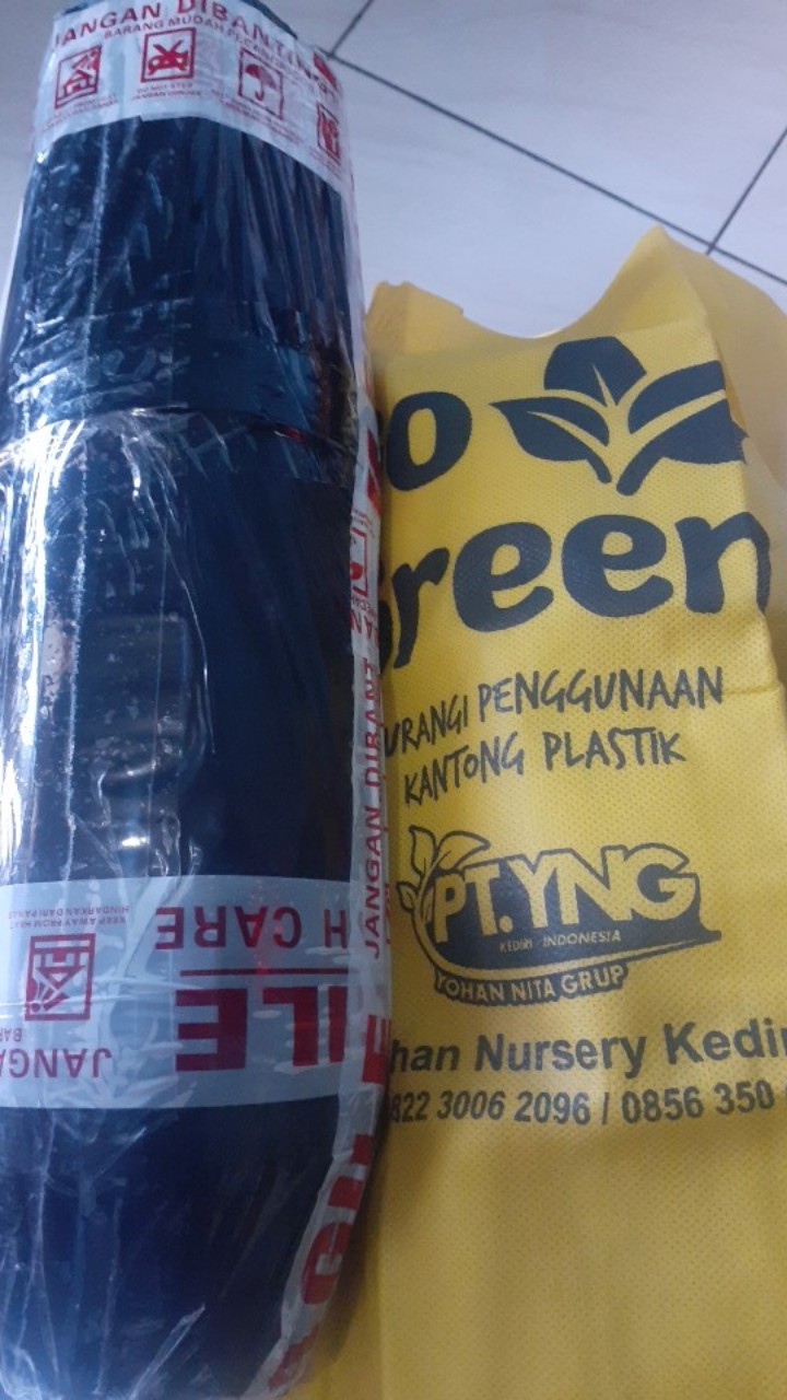 Tanaman Hias Aglonema Red Aurora / Aurora Merah / Siam Aurora