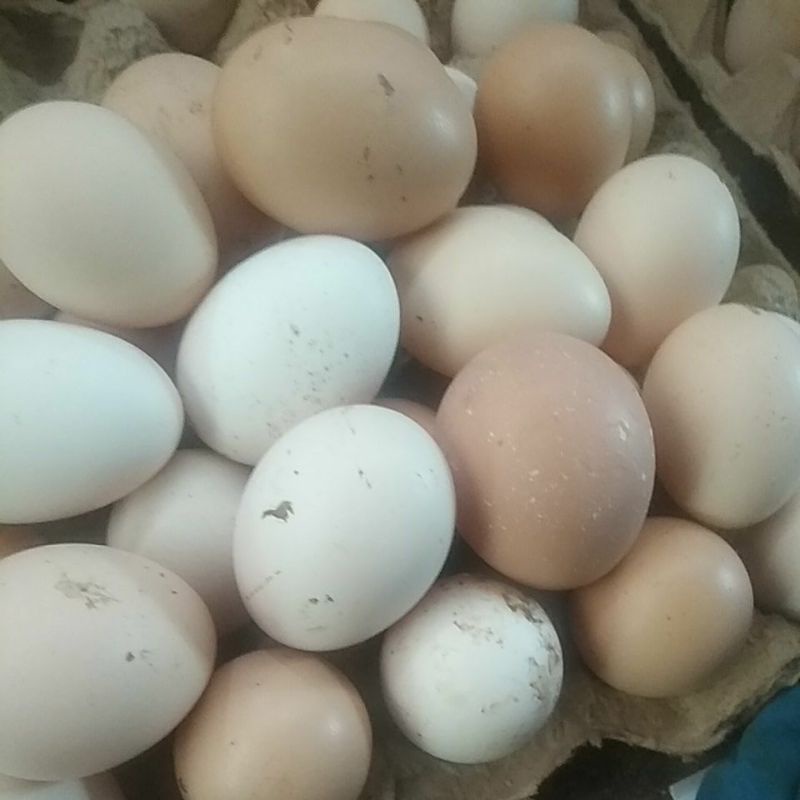 

telor ayam kampung