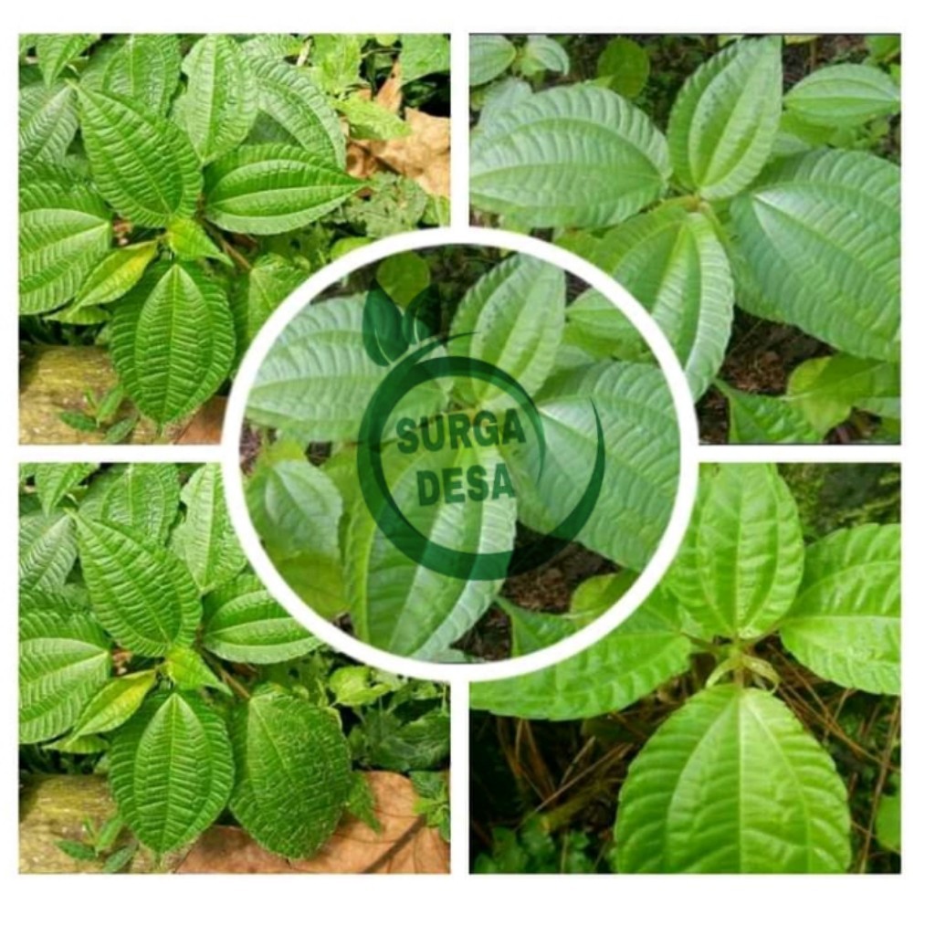 

daun pohpohan segar 1 kg daun poh pohan segar 1 kg daun pohpohan segar