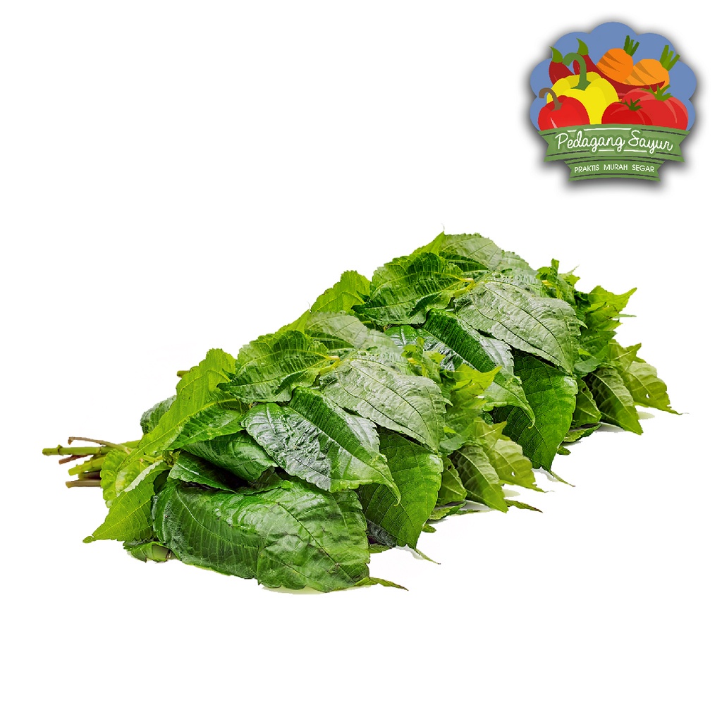 

Daun Pohpohan - Per Ikat