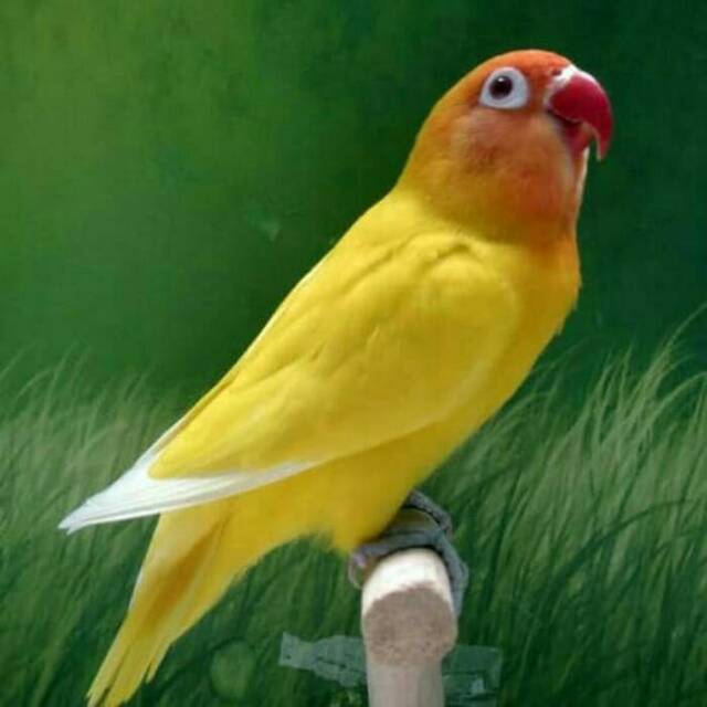 

Love bird lutino mh dewasa siap ternak