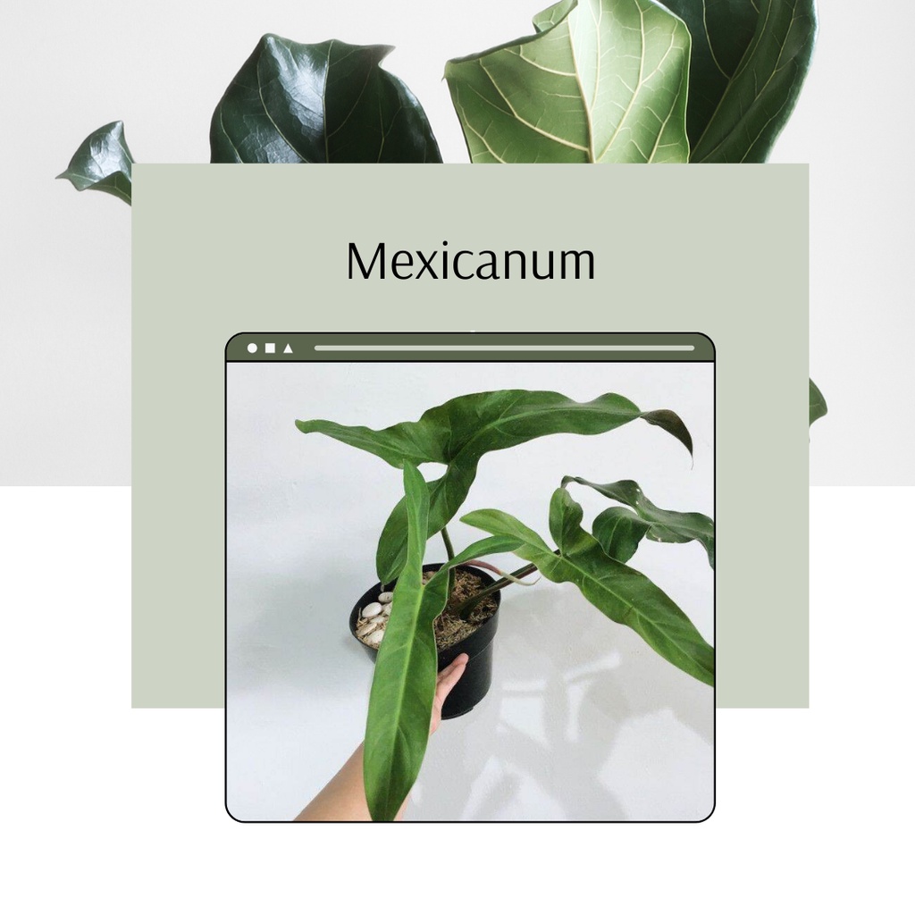 Tanaman Hias Mexicanum Philodendron Mexicanum Philo Mexicanum