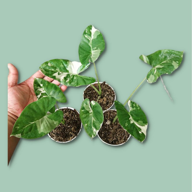 Alocasia macrorrhiza varigata - tanaman hias sente varigata
