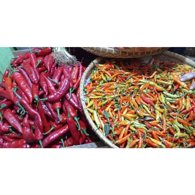 

cabe rawit domba super pedas