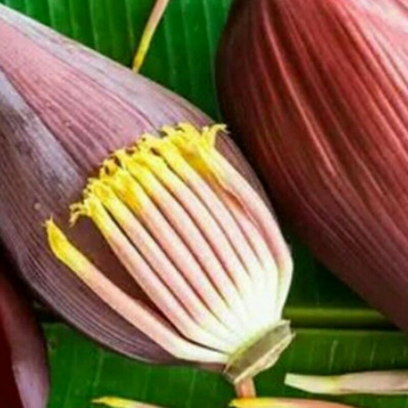 

BumiExotic jantung