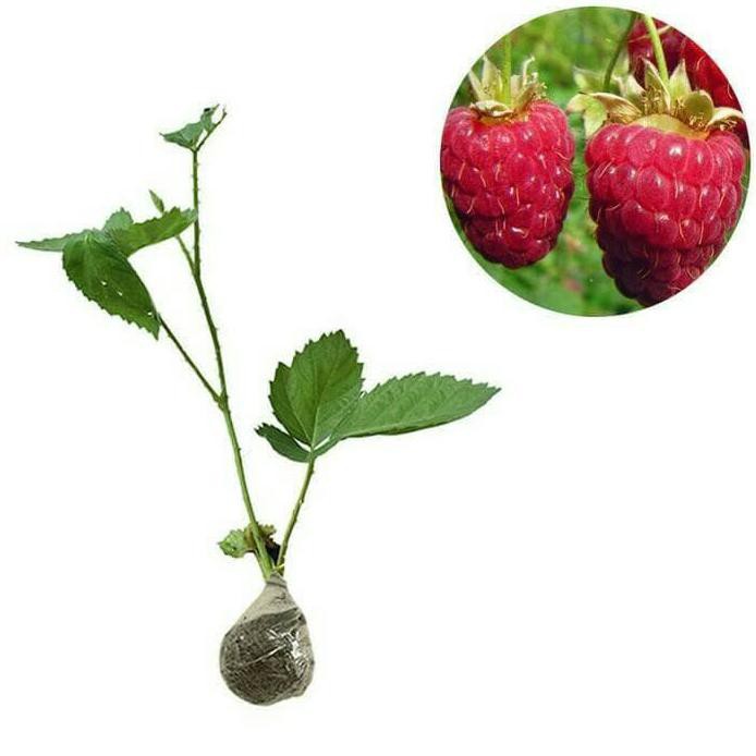 Bibit Tanaman Buah Raspberry Merah Rimbun Tanaman Berry