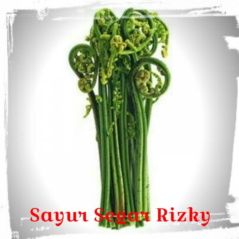 

Pakis Muda Segar