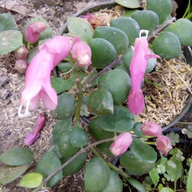 Tanaman hias gantung lipstik pink